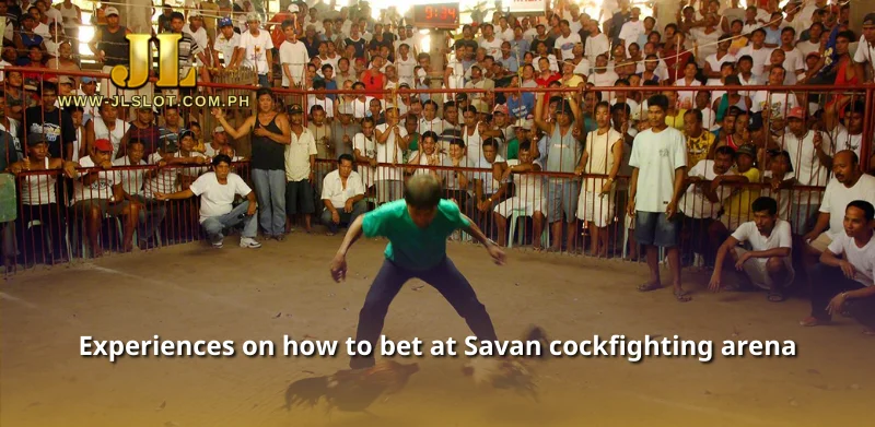 Experiences on how to bet at Savan cockfighting arena