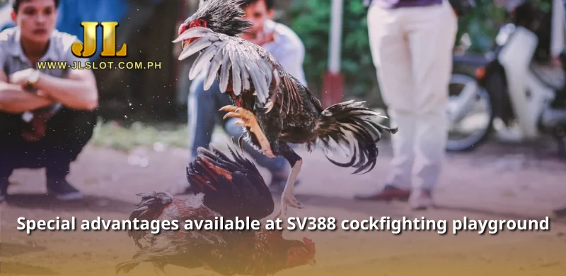 Special advantages available at SV388 cockfighting playground