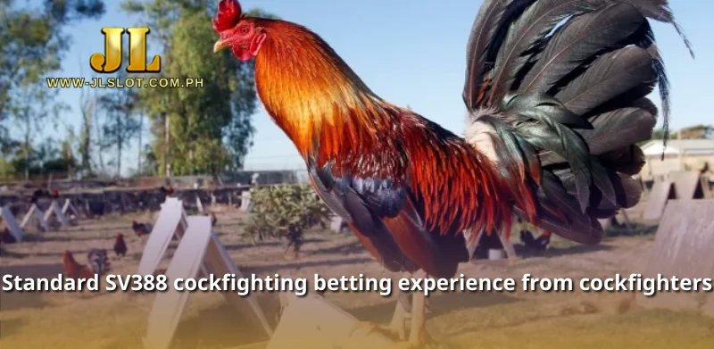 Standard SV388 cockfighting betting experience from cockfighters